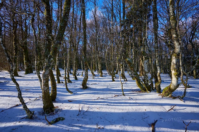 A thick forest with snow-covered ground under blue sky, European beech, winter, Hohneck, La Bresse, Vosges, France