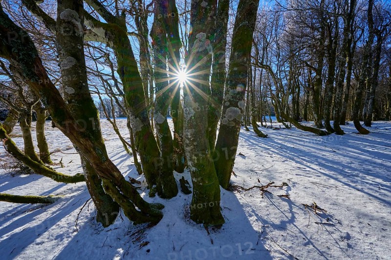 Sun rays break through the branches of gnarled trees in snowy forest, European beech, winter, Hohneck, La Bresse, Vosges, France