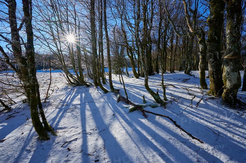 The low sun casts long shadows in snow-covered forest, European beech, winter, Hohneck, La Bresse, Vosges, France