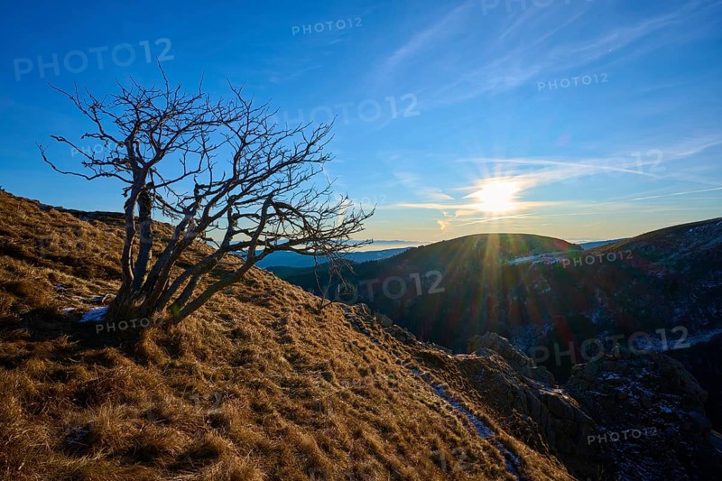 A bare tree on a mountainside at sunrise, with bright sun in a clear sky over the mountain landscape, looking towards the Rhine Valley, viewpoint, La Gorge de Pierrel, Martinswand, Frankental, Vosges, France
