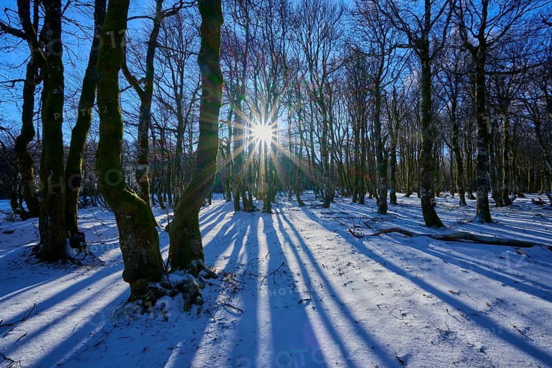 Trees cast long shadows in snow-covered forest in sun, European beech, winter, Hohneck, La Bresse, Vosges, France