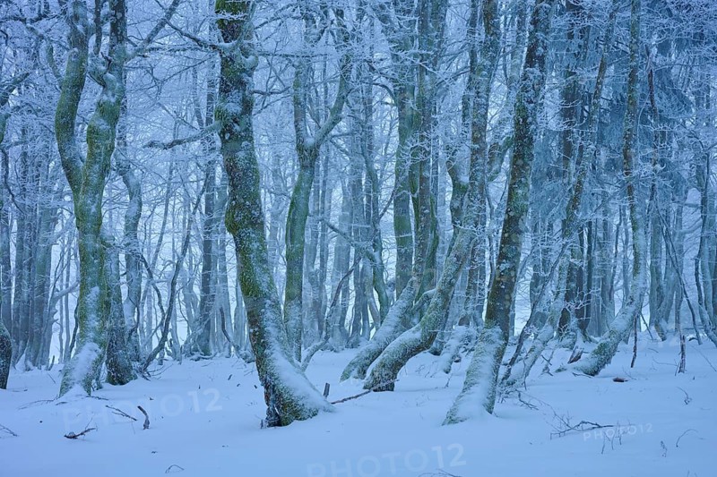 A frosty forest with snow-covered trees in a wintery and quiet landscape, European beech, winter, Hohneck, La Bresse, Vosges, France