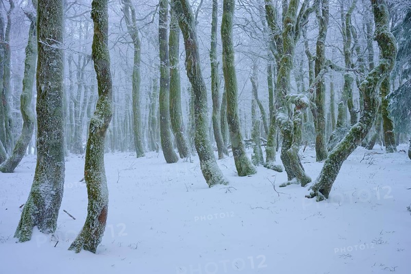 A wintery forest with snow-covered trees, a quiet and peaceful atmosphere, European beech, winter, Hohneck, La Bresse, Vosges, France