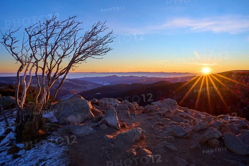 A bare landscape with rocks and a lonely tree in the morning light, looking towards the Rhine Valley, viewpoint, La gorge de Pierrel, Martinswand, Frankental, Vosges, France