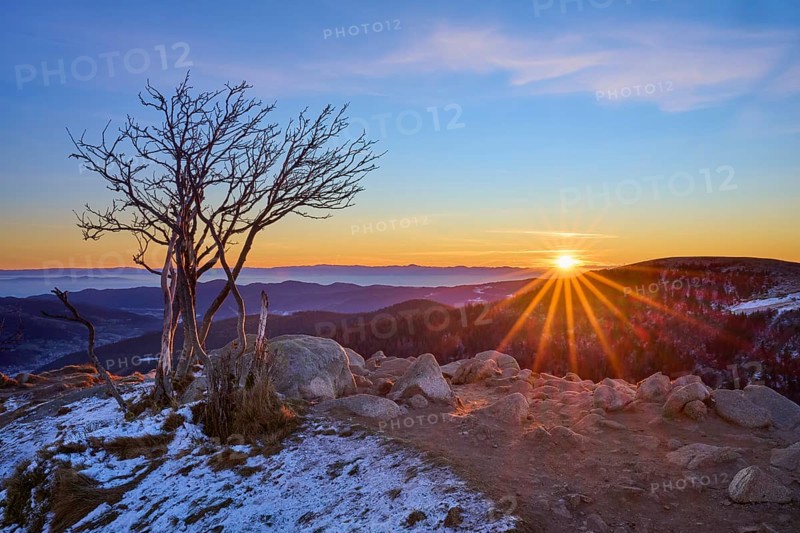 The morning sun shines through a lonely tree and illuminates the rocky mountain landscape, looking towards the Rhine Valley, viewpoint, La gorge de Pierrel, Martinswand, Frankental, Vosges, France