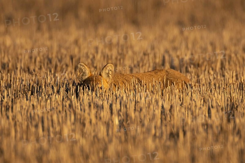 Chinese water deer (Hydropotes inermis) adult animal resting in a farm stubble field, England, United Kingdom
