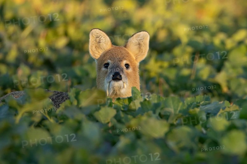 Chinese water deer (Hydropotes inermis) adult animal in an arable farm oilseed rape crop field, England, United Kingdom