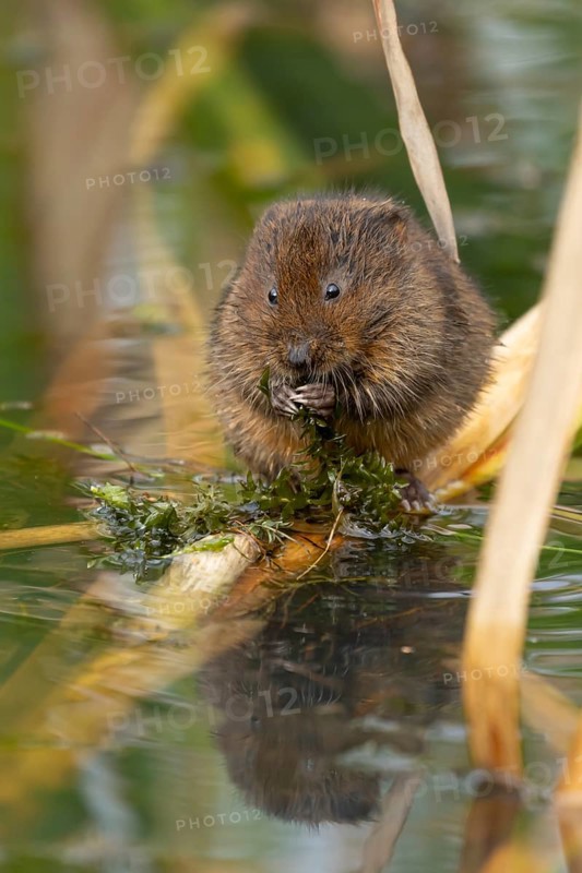 Water vole (Arvicola amphibius) adult animal rodent feeding on pond weed in summer, England, United Kingdom