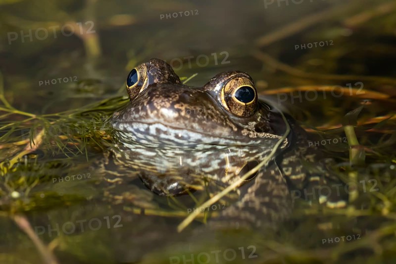 Common frog (Rana temporaria) adult amphibian on the water surface of a garden pond amongst pond weed in summer, England, United Kingdom