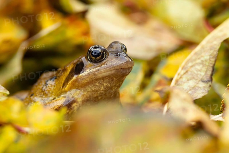 Common frog (Rana temporaria) adult amphibian in a garden amongst fallen autumn leaves, England, United Kingdom
