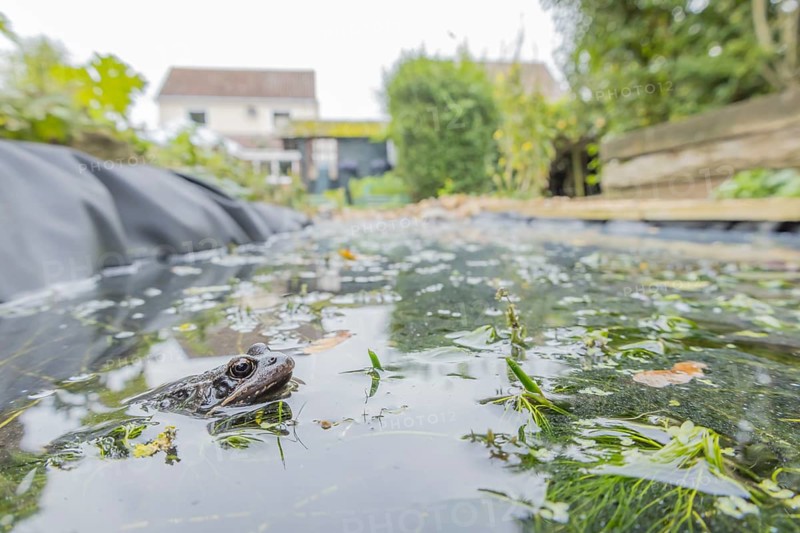 Common frog (Rana temporaria) adult amphibian on the water surface of a garden pond with a house in the background England, United Kingdom