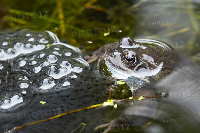 Common frog (Rana temporaria) adult amphibian on the water surface of a garden pond with spawn or eggs in spring, England, United Kingdom