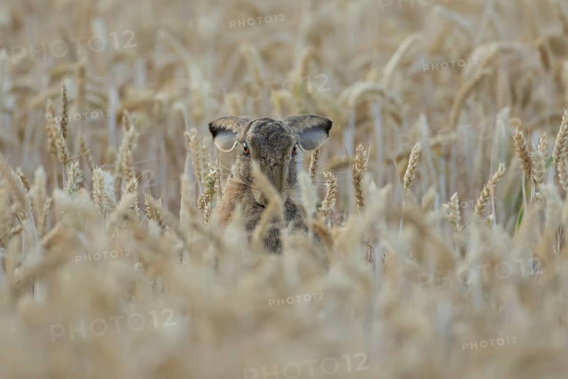 European brown hare (Lepus europaeus) adult animal in a farmland wheat field in summer, England, United Kingdom