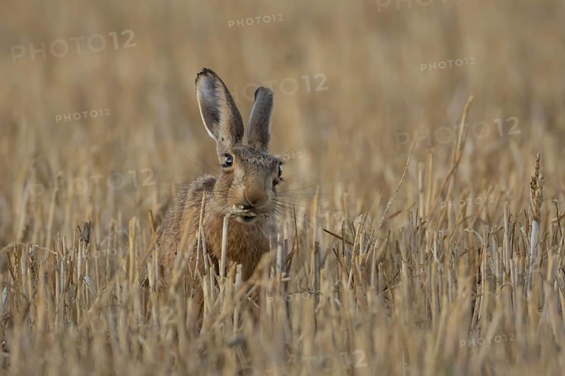 European brown hare (Lepus europaeus) adult animal eating a wheat sheath in a farmland field in summer, England, United Kingdom