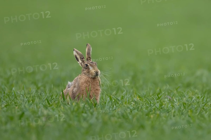 European brown hare (Lepus europaeus) adult animal feeding in a farmland cereal crop field in springtime, England, United Kingdom