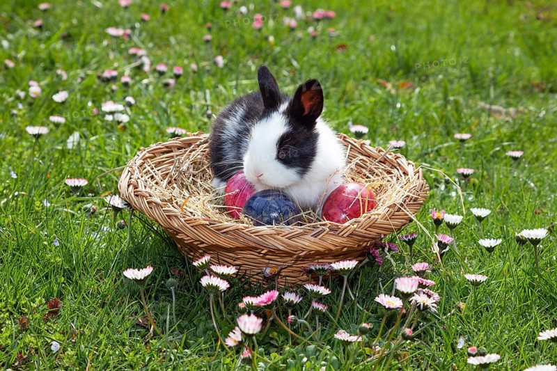 Rabbit (Oryctolagus cuniculus) in Easter nest on flower meadow in the garden, daisy (Bellis perennis), Upper Bavaria, Germany