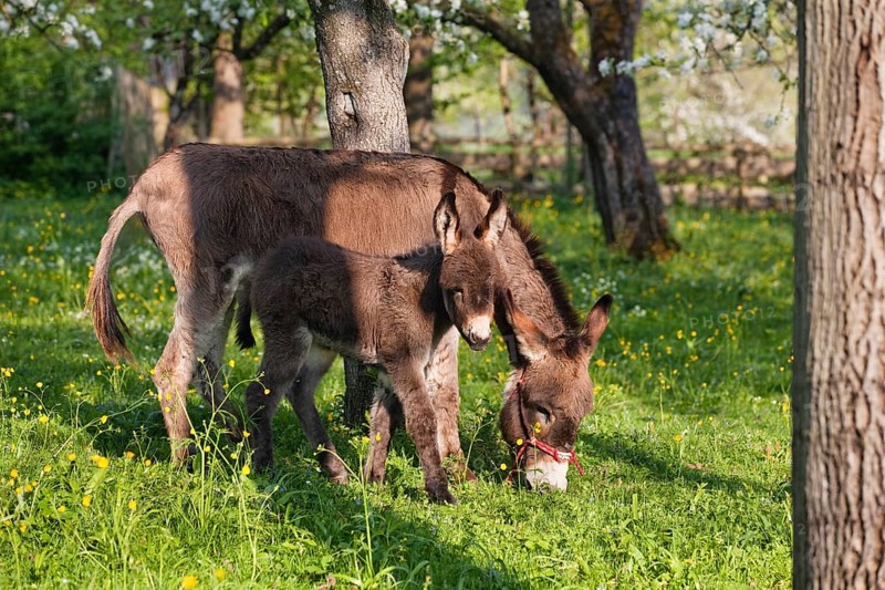 Donkey (Equus asinus), with foal in orchard, Upper Bavaria, Germany