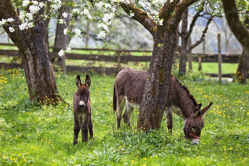Donkey (Equus asinus), with foal in orchard, Bavaria, Germany