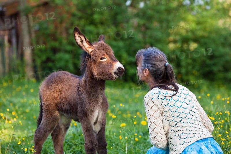 Woman with donkey foal (Equus asinus), in orchard, Bavaria, Germany
