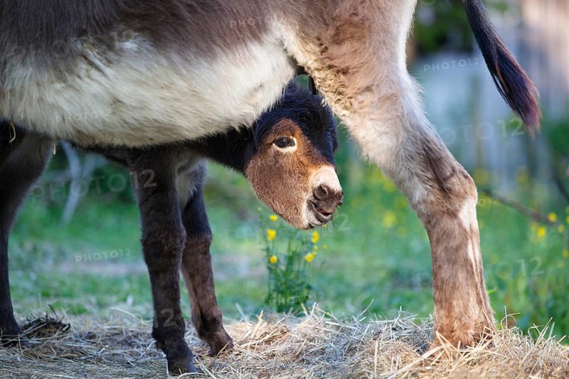 Donkey foal (Equus asinus), with dam, Upper Bavaria, Germany