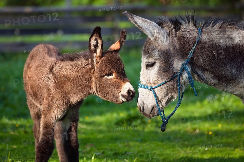 Donkey with foal, Equus asinus, Upper Bavaria, Germany