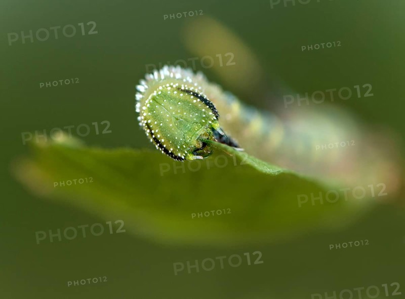 Caterpillar of the death's-head hawkmoth (Acherontia atropos) in the L2 stage feeding on a privet leaf, one of the main food plants of this species, Valais, Switzerland