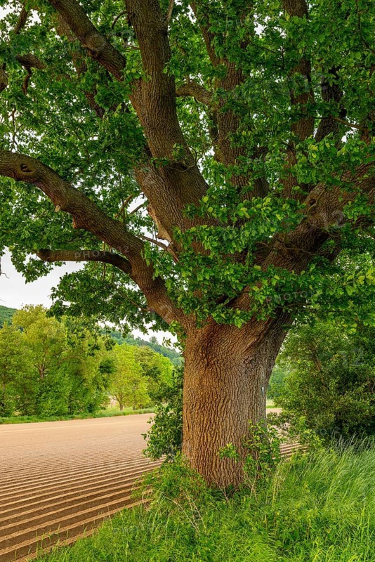 Mighty tree trunk of a single ancient English oak (Quercus Robur) at the edge of a field, labelled as a natural monument, near Grießem, Lower Saxony, Germany