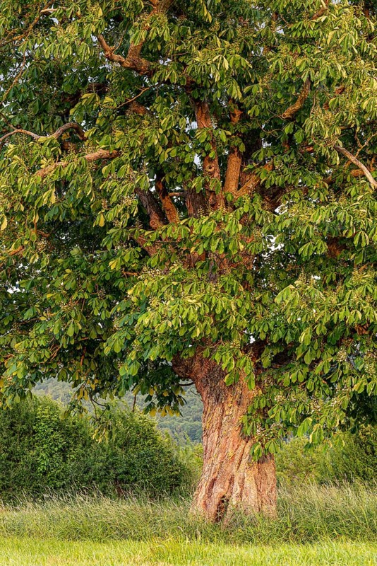 A single horse chestnut (Aesculus hippocastanum) with twisted trunk on a green meadow, Emmerwiesen, Bad Pyrmont, Lower Saxony, Germany