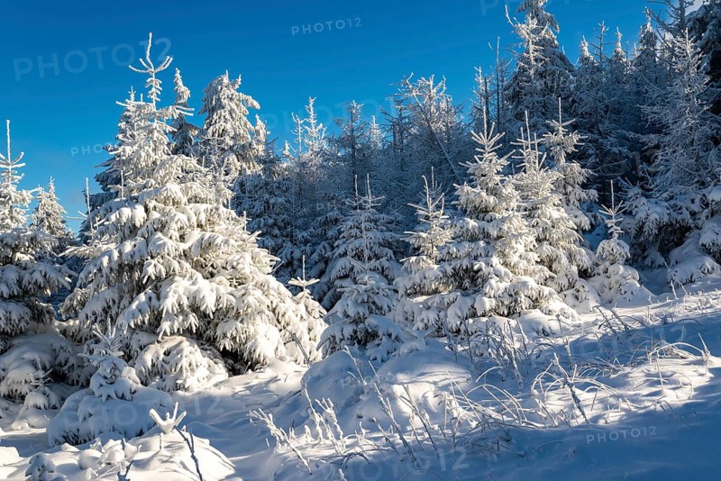 Young spruces (Picea abies) in front of a densely snow-covered coniferous forest under a clear blue sky on a sunny day in winter, Brocken, Harz National Park, Saxony-Anhalt, Germany