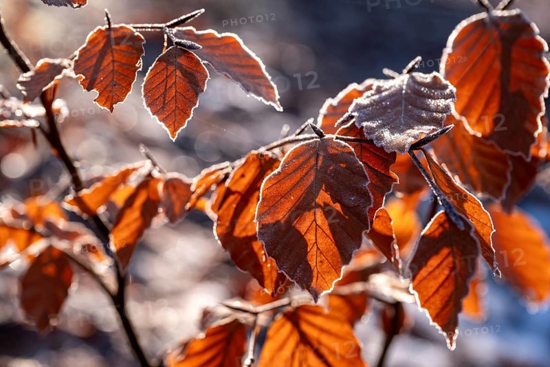 Close-up of branches of a beech (Fagus) with autumnal red-brown coloured leaves covered with frost in atmospheric backlight, Germany