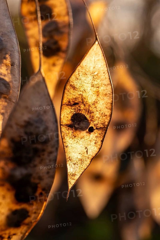 Close-up of the dry seed pods of Perennial honesty (Lunaria rediviva) in autumnal backlight, Germany