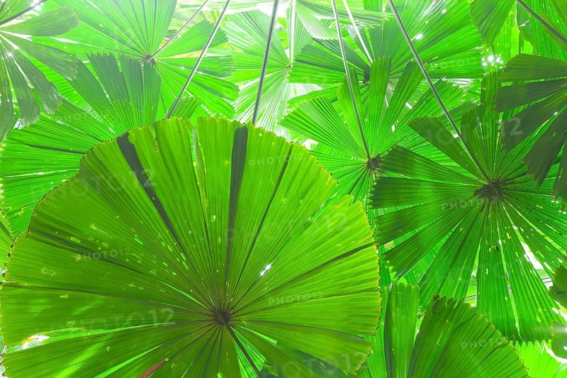 Fan palms in forest, Daintree National Park, Queensland, Australia