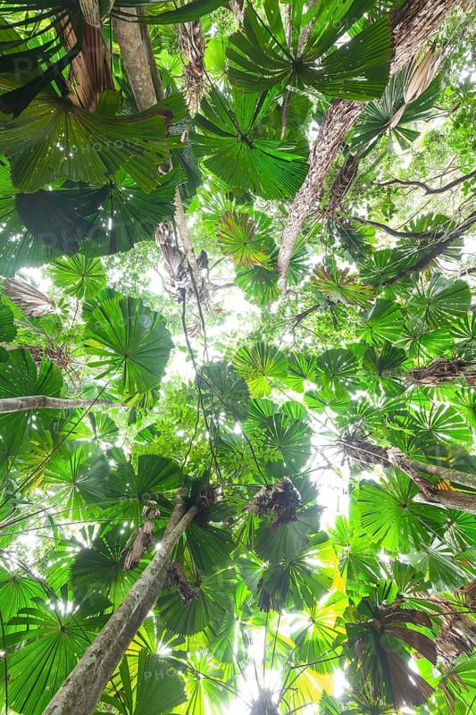 Fan palms in forest, Daintree National Park, Queensland, Australia