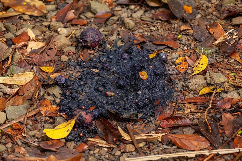 Cassowary droppings (Scat), seed-filled, on forest ground, Daintree National Park, Queensland, Australia