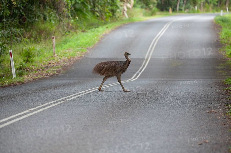 Young Southern Cassowary crossing the road in Daintree National Park, Queensland, Australia