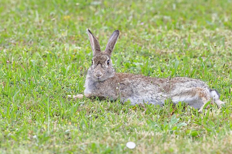 Wild rabbit (Oryctolagus cuniculus), lying in a meadow, fully grown, alert, wildlife, animals, rodent, Podersdorf, Lake Neusiedl-Seewinkel National Park, Burgenland, Austria