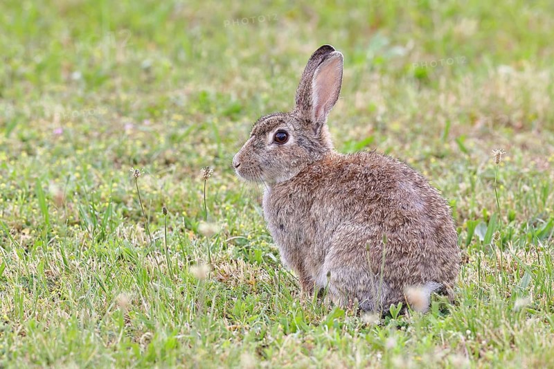 Wild rabbit (Oryctolagus cuniculus), sitting in a meadow, adult, alert, wildlife, animals, rodent, Podersdorf, Lake Neusiedl-Seewinkel National Park, Burgenland, Austria