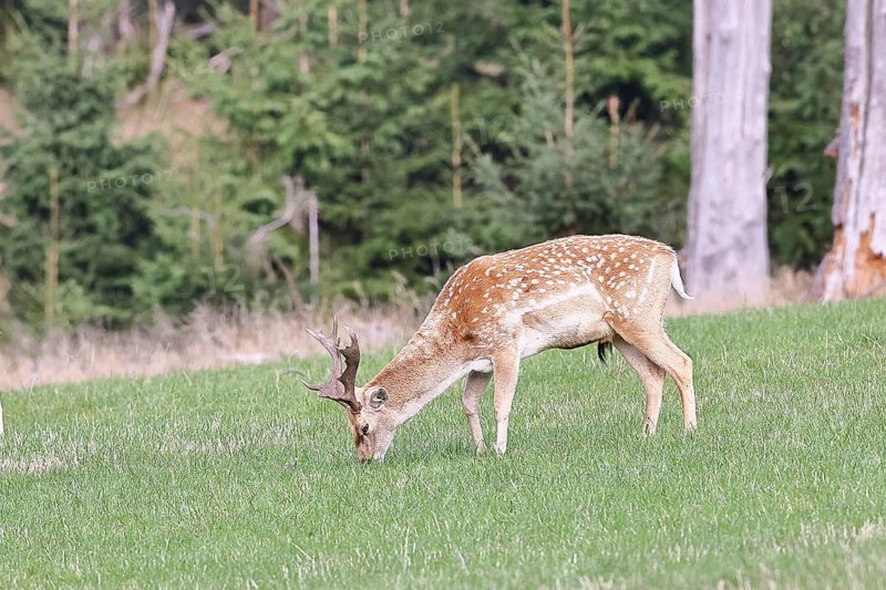 Fallow deer (Dama dama), young deer grazing in a forest clearing, North Rhine-Westphalia, Germany