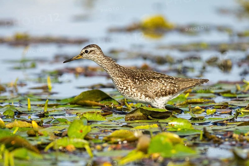 Spotted Redshank (Tringa erythropus) Hungary