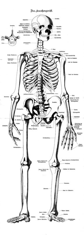 Medical illustration, bone framework, human skeleton, school picture, authentic reproduction of a school mural, around 1900, exact date unknown, historical