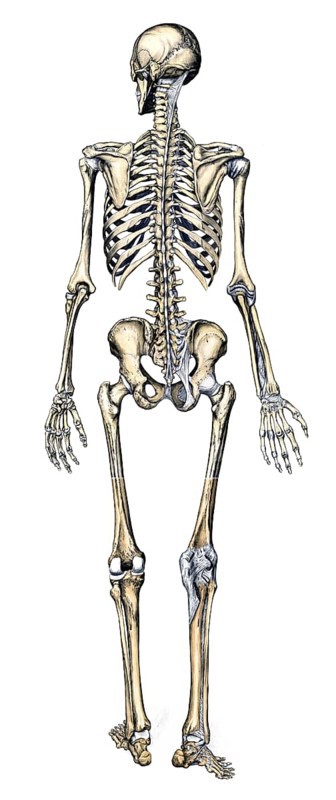 Medical illustration, human skeleton from behind, school picture, authentic reproduction of a school mural, around 1900, exact date unknown, historical