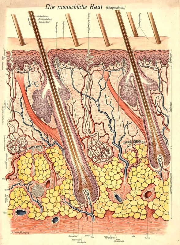 Medical illustration, structure of human skin, school picture, authentic reproduction of a school mural, around 1900, exact date unknown, historical