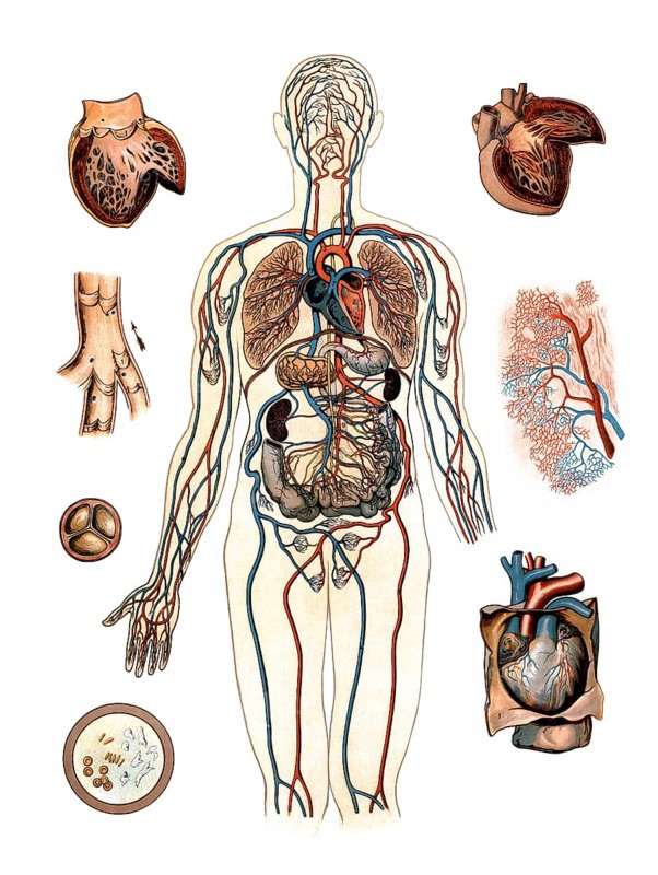Medical illustration, human blood circulation with organs, school picture, authentic reproduction of a school mural, around 1900, exact date unknown, historical