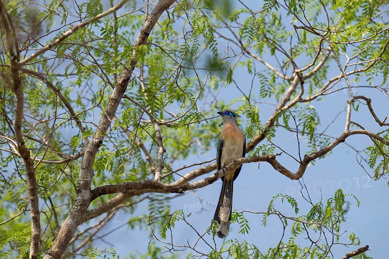 Crested Coa (Coa cristata) in the dry forests of western Madagascar