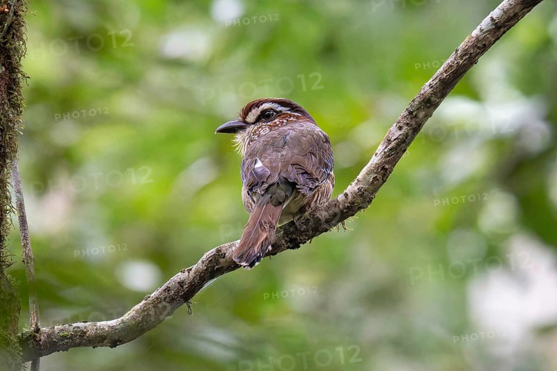 A Short-Legged Gound-Roller (Brachypteracias leptosomus) in the rainforests of eastern Madagascar