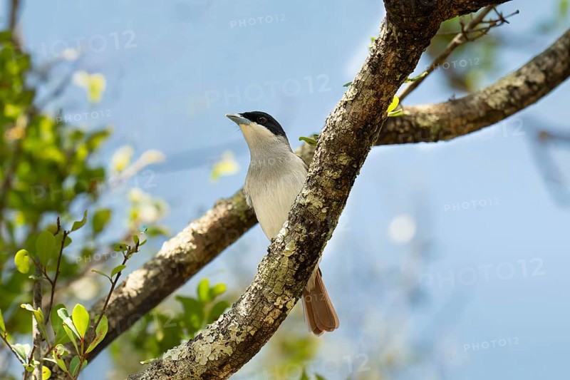 Ambarovanga, van Dam's vanga (Xenopirostris damii) female, in the dry forests of western Madagascar