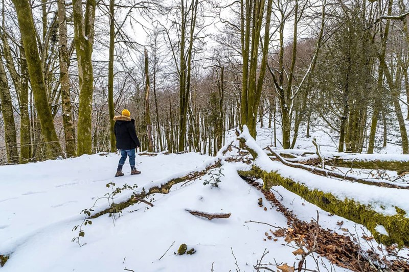 Person in warm clothing walks through a quiet snow covered forest surrounded by tall bare trees and mossy fallen trunks, capturing the calm and solitude of winter nature