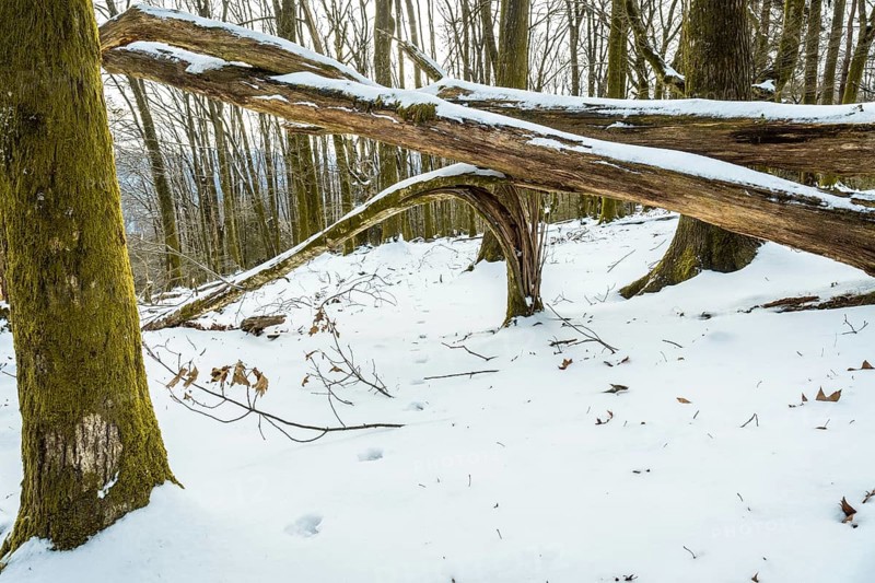 Winter forest scene featuring a path of footprints in the fresh snow, surrounded by trees with mossy trunks and fallen logs, creating a tranquil outdoor environment