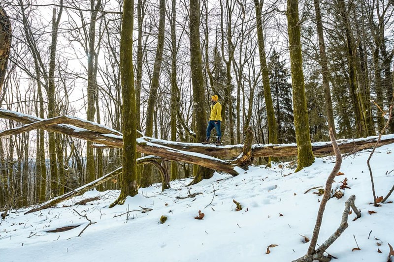 Explorer wearing a yellow jacket and jeans balancing carefully on a large fallen tree trunk in a tranquil winter forest, surrounded by snow and bare deciduous trees