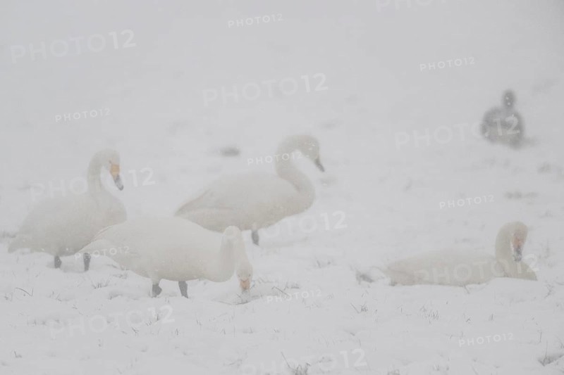 Whooper swans (Cygnus cygnus) and grey geese (Anser anser) in the snow, Emsland, Lower Saxony, Germany